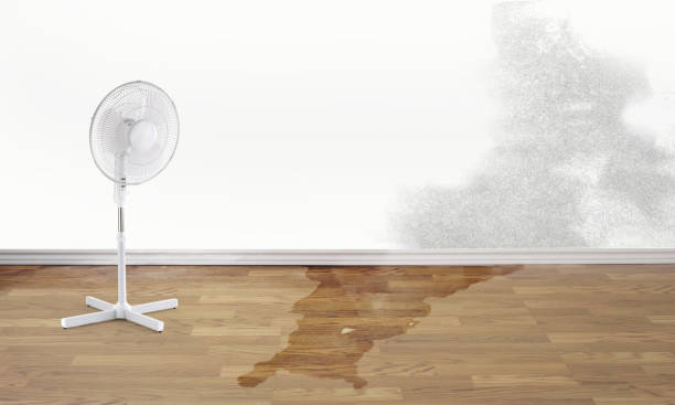 Best Carpet water damage restoration  in Westwood, NJ